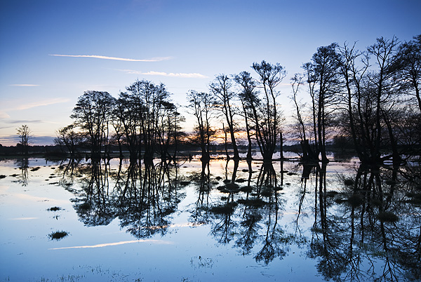 Silhouette of trees