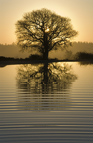  Tree Ripples