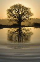 Tree with Ripples