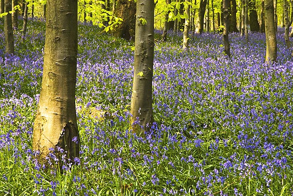 Warm light on the bluebells