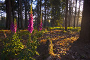 Foxgloves in sunbeams