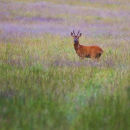 Roe Deer Grazing