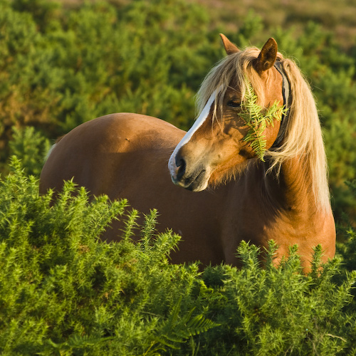 New Forest Pony in gorse