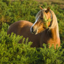 New Forest Pony in gorse