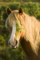Portait of a mare