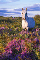 New Forest pony in the purple heather at first morning light.