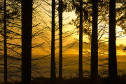 Misty dawn in the New Forest