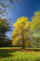 Autumn leaves
