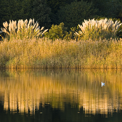 Reeds on Beaulieu River, New Forest