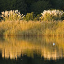 Reeds on Beaulieu River, New Forest