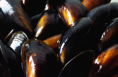Mussels 1
