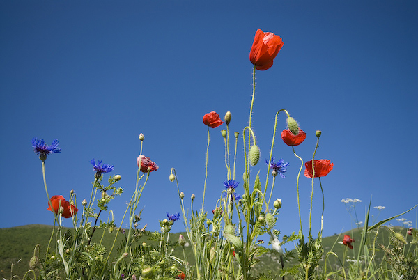 Poppies in Campi