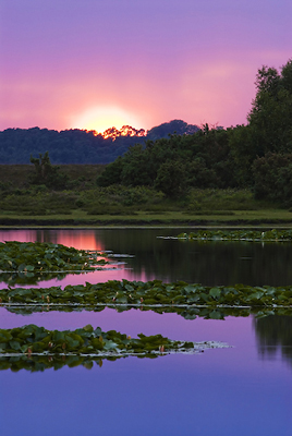 Diffused Sunset