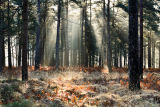 Dynamic Range of the Nikon D800E