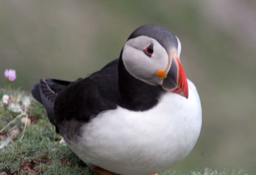 Puffin