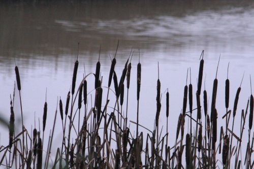 Bullrushes