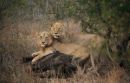 Kruger Park, South Africa