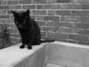 Manky My Cat
