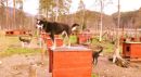 HUSKY RECCE