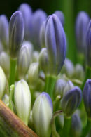 Agapanthus buds