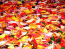 Autumn Leaves