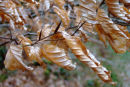Autumn Beech Leaves