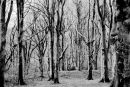 The Woods, Boconnoc