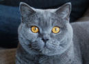 British Blue