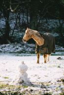 Winter Pony