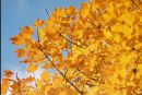 Autumn Gold