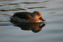 Cape Teal