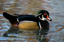 Carolina Wood Duck