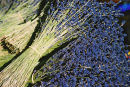 Lavender Bunches