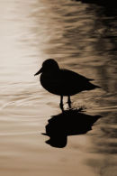 The Lone Drake