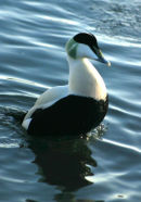 Eider Drake