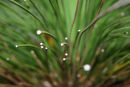 Plant Study