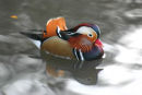 Mandarin Drake