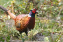 Cock Pheasant
