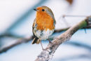 Robin