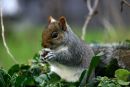 Grey Squirrel