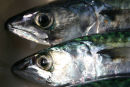 Mackerel