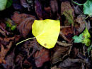 Yellow Ivy Leaf
