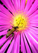 Summer Beetle