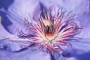 Clematis flower
