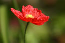 Poppy