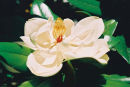 Purity