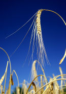 Ripe Winter Barley ready for harvest