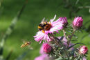 Bumble Bee feeding from an Aster with a hover fly watching.