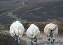 Mustering in the Highlands of Scotland