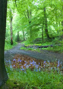 Blue Bells in wood, Northamptonshire